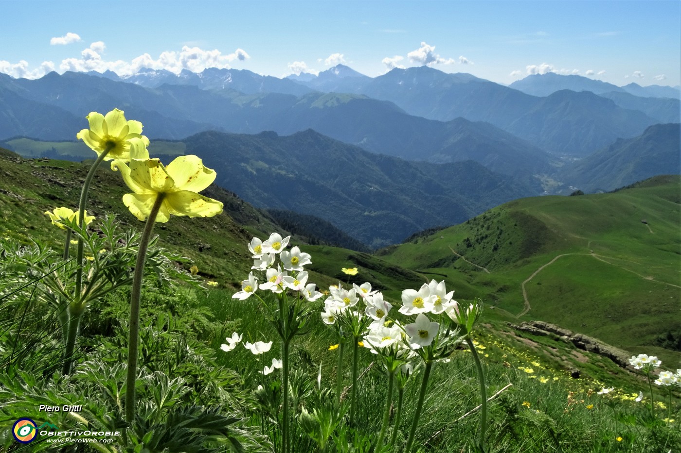 24 Estese fioriture di anemone narcissino, pulasatilla alpina sulfurea..JPG